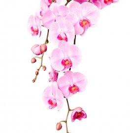 ЦВЕТЫ 29 (орхидеи)